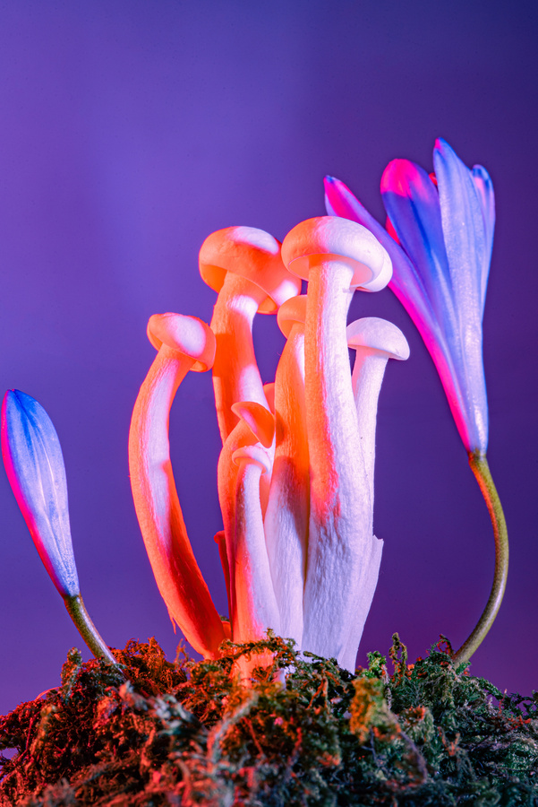 Mushrooms on Vibrant Background