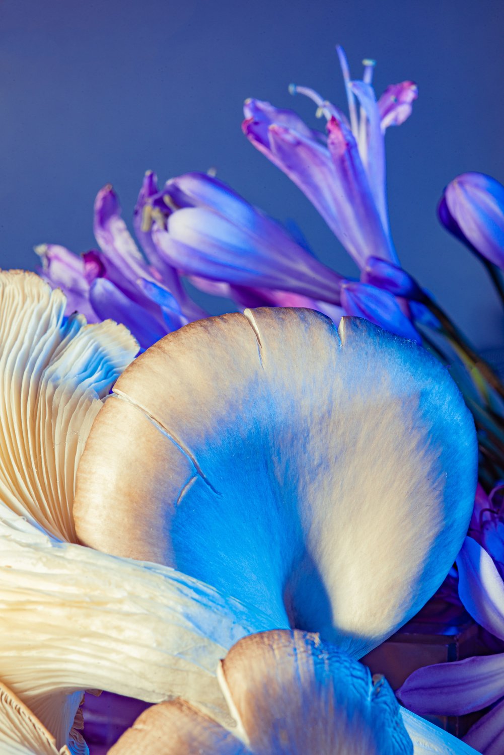 Mushrooms on Vibrant Background