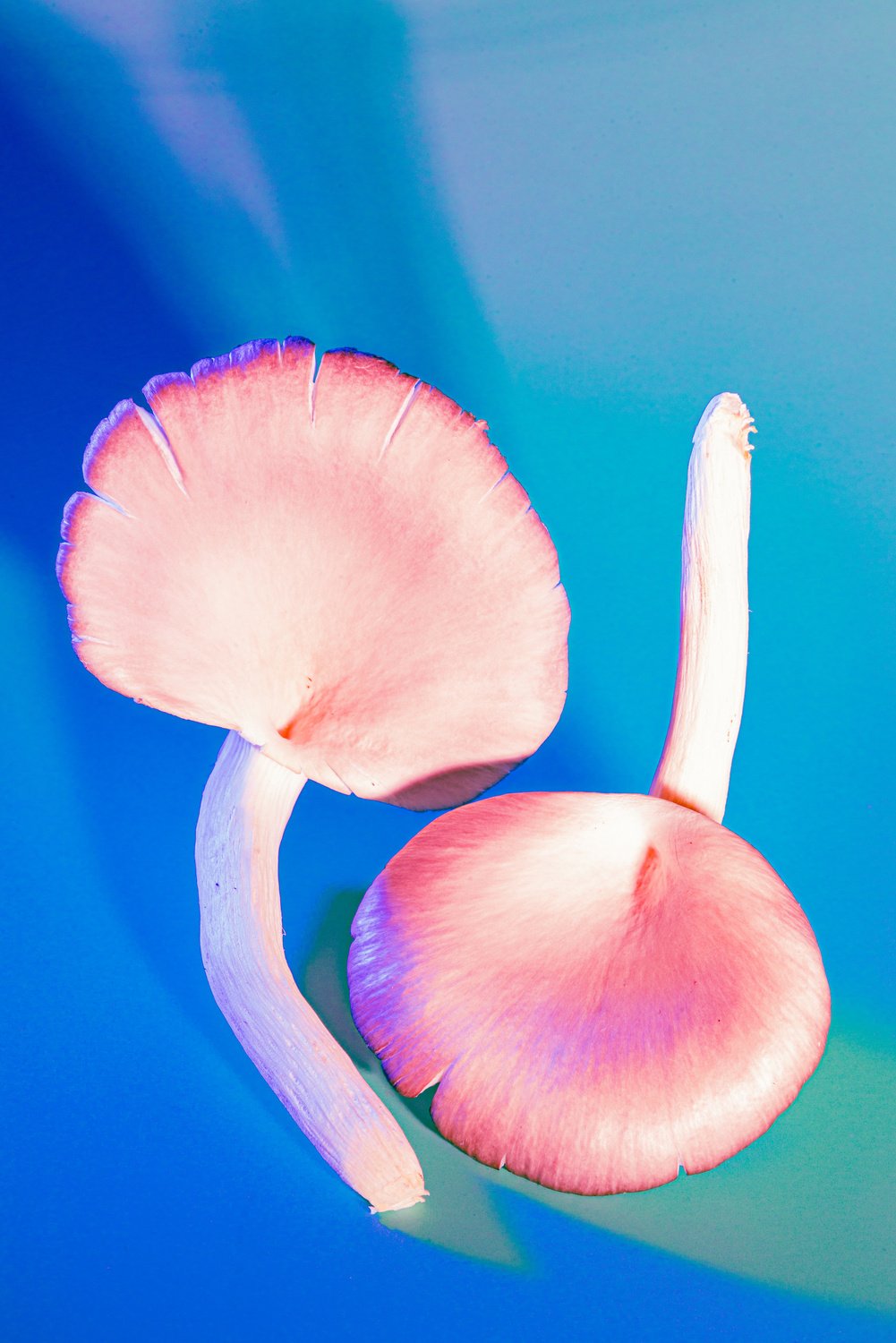 Mushrooms on Vibrant Background