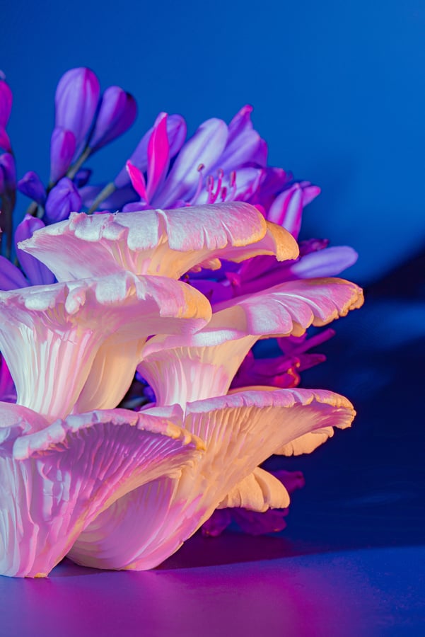 Mushrooms on Vibrant Background